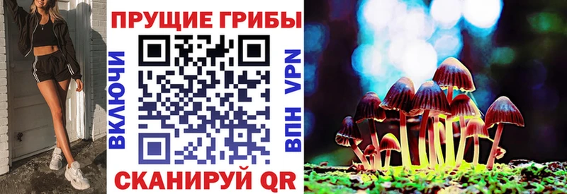Псилоцибиновые грибы Psilocybine cubensis  Севск 